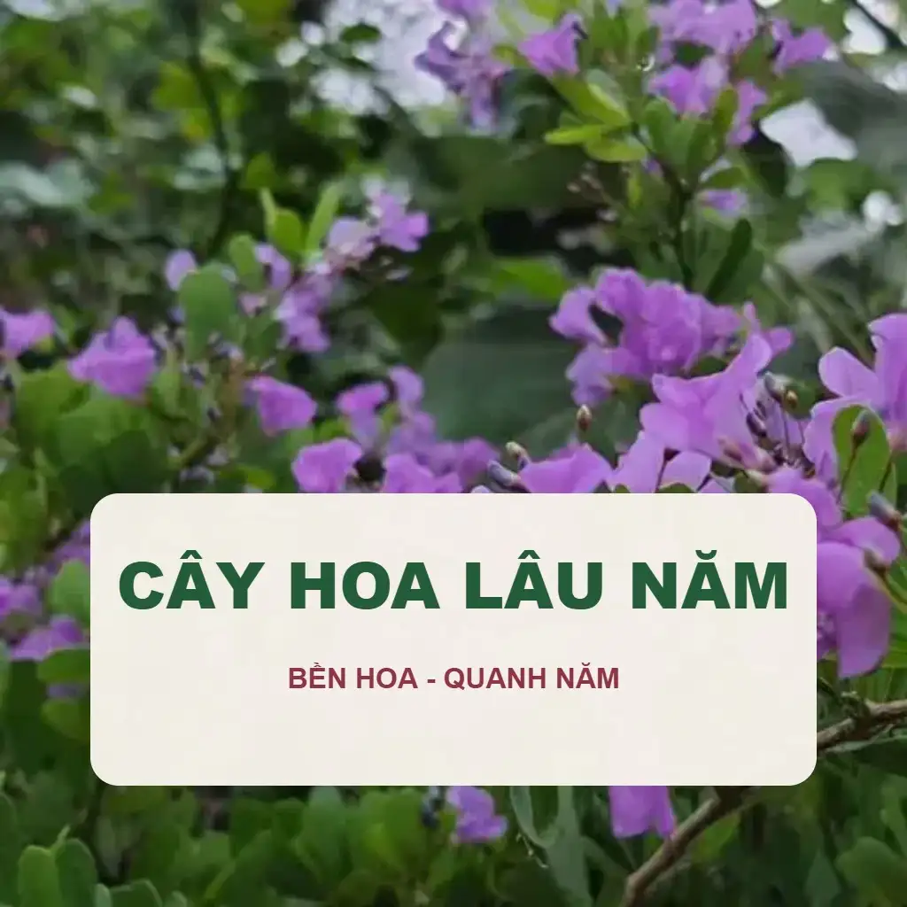 🌿 Cây Hoa Lâu Năm