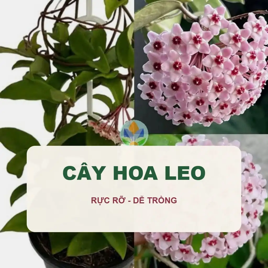 🌸 Cây Hoa Leo