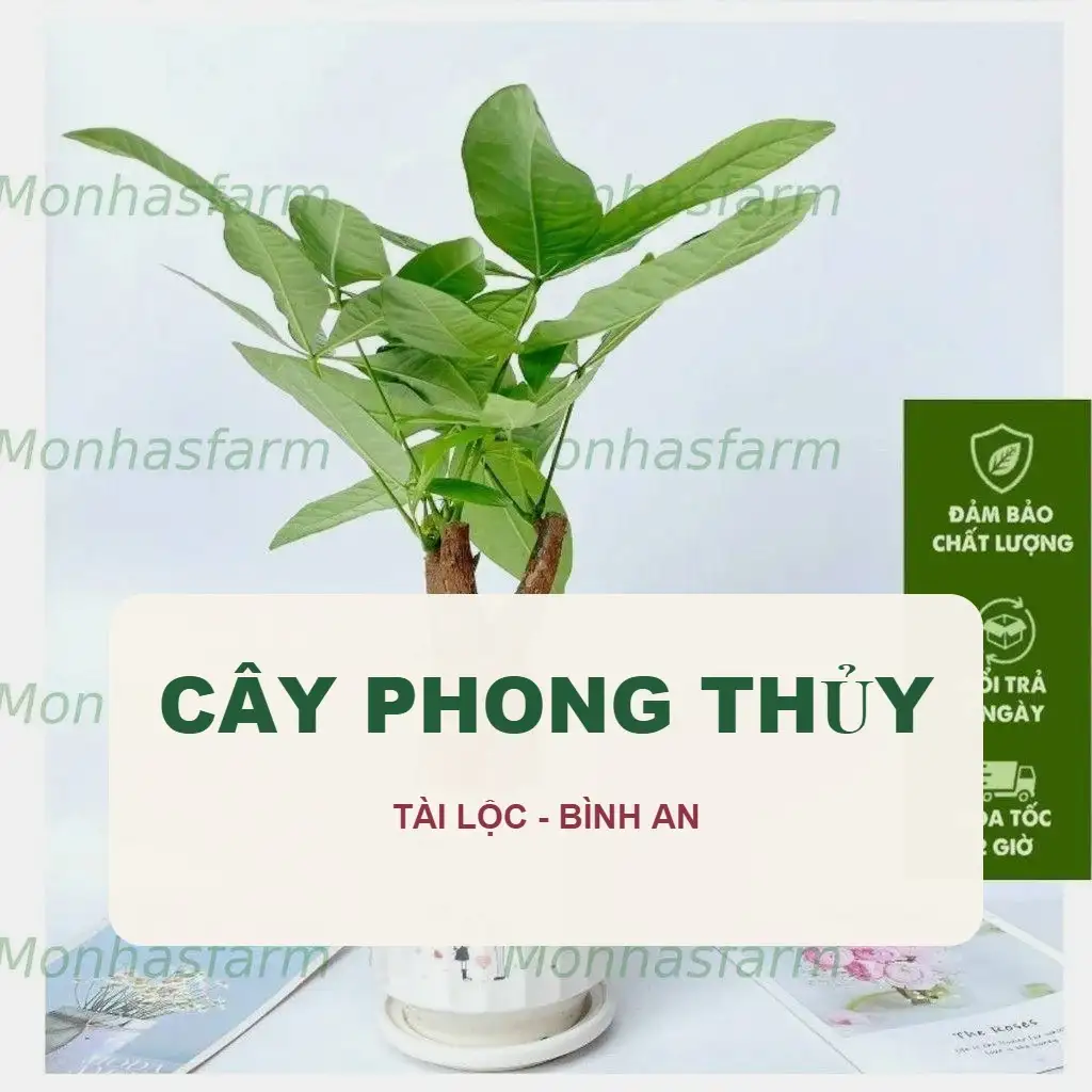 🍀 Cây Phong Thủy - Tài Lộc