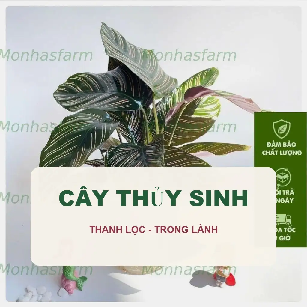 🌿 Cây Thủy Sinh