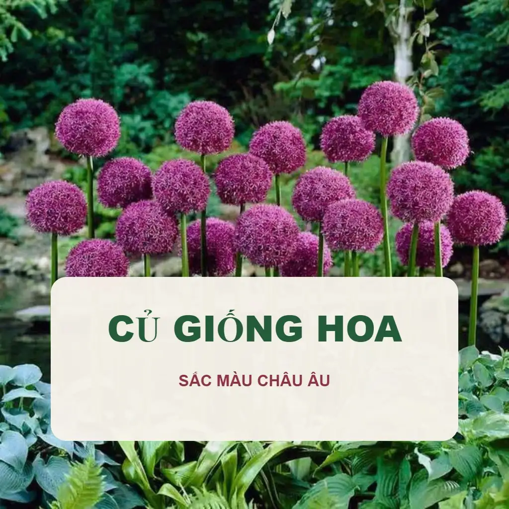 🥔 Củ Giống Hoa