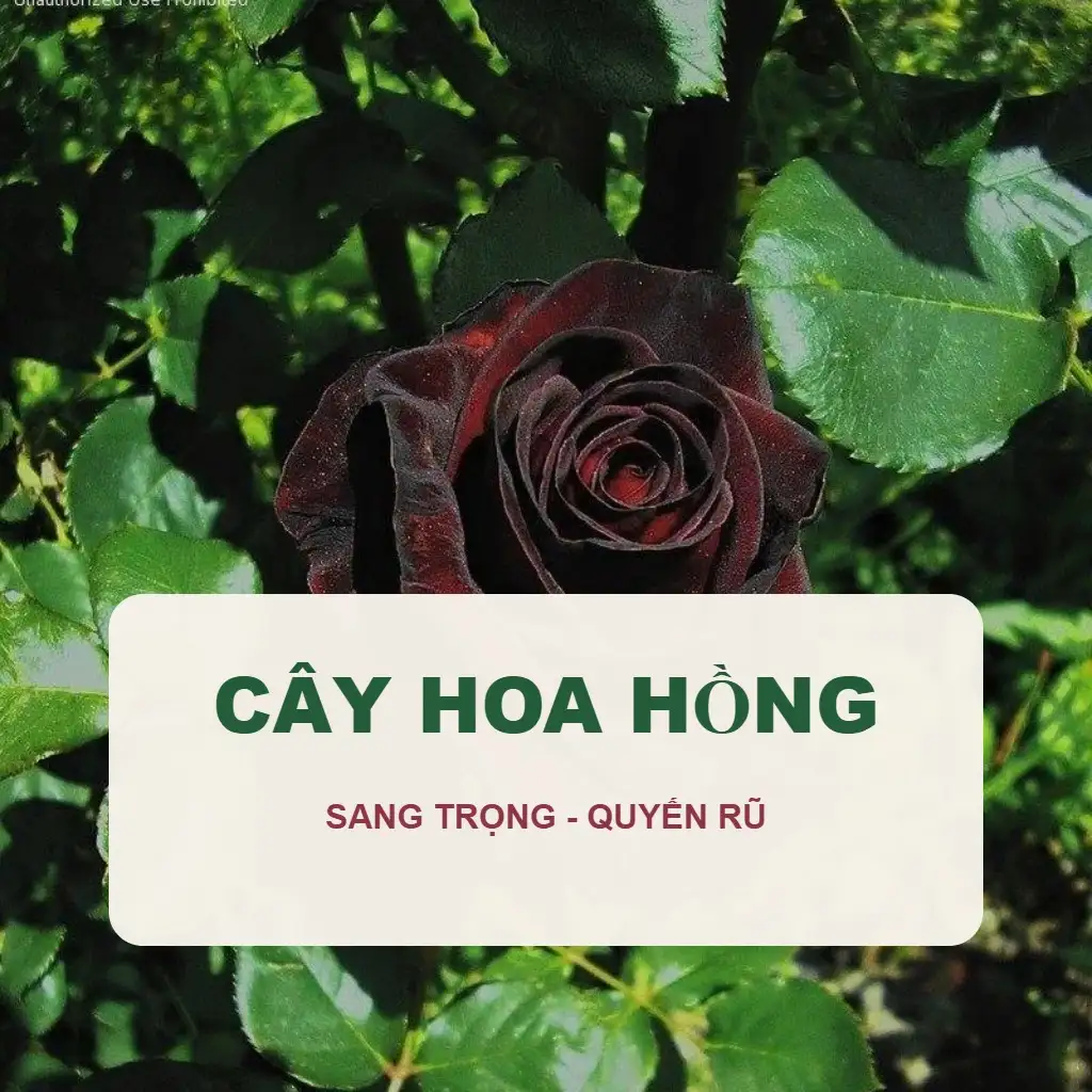 Cây Hoa Hồng