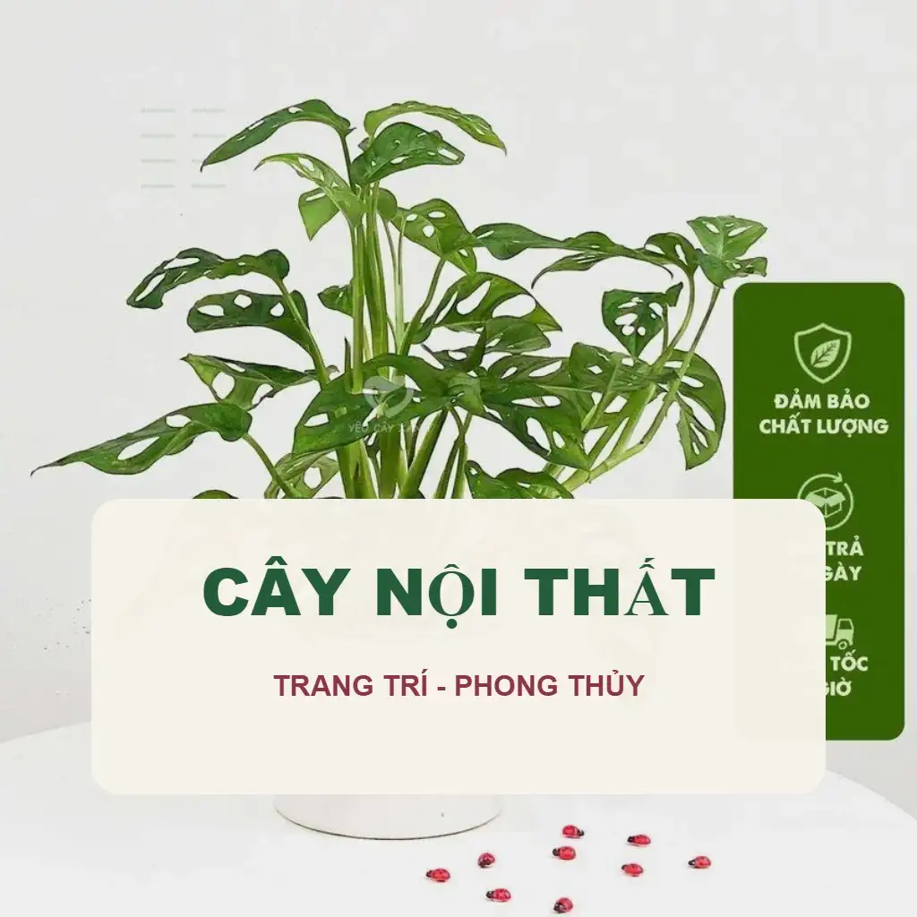Cây Nội Thất