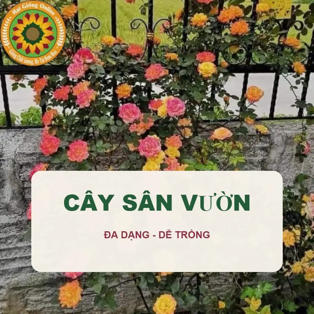Cây Sân Vườn