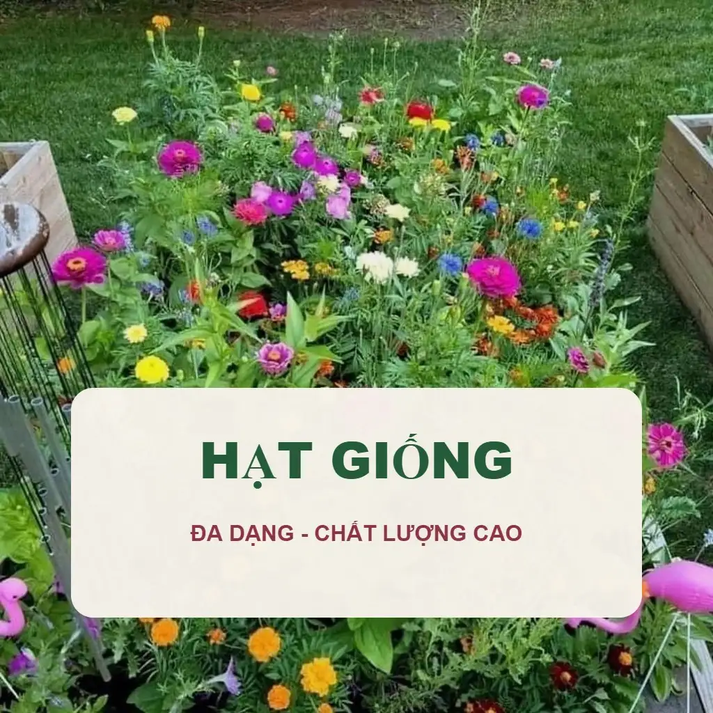 Hạt Giống