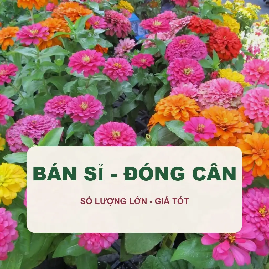 📦 Hạt Giống Bán Sỉ - Đóng Cân