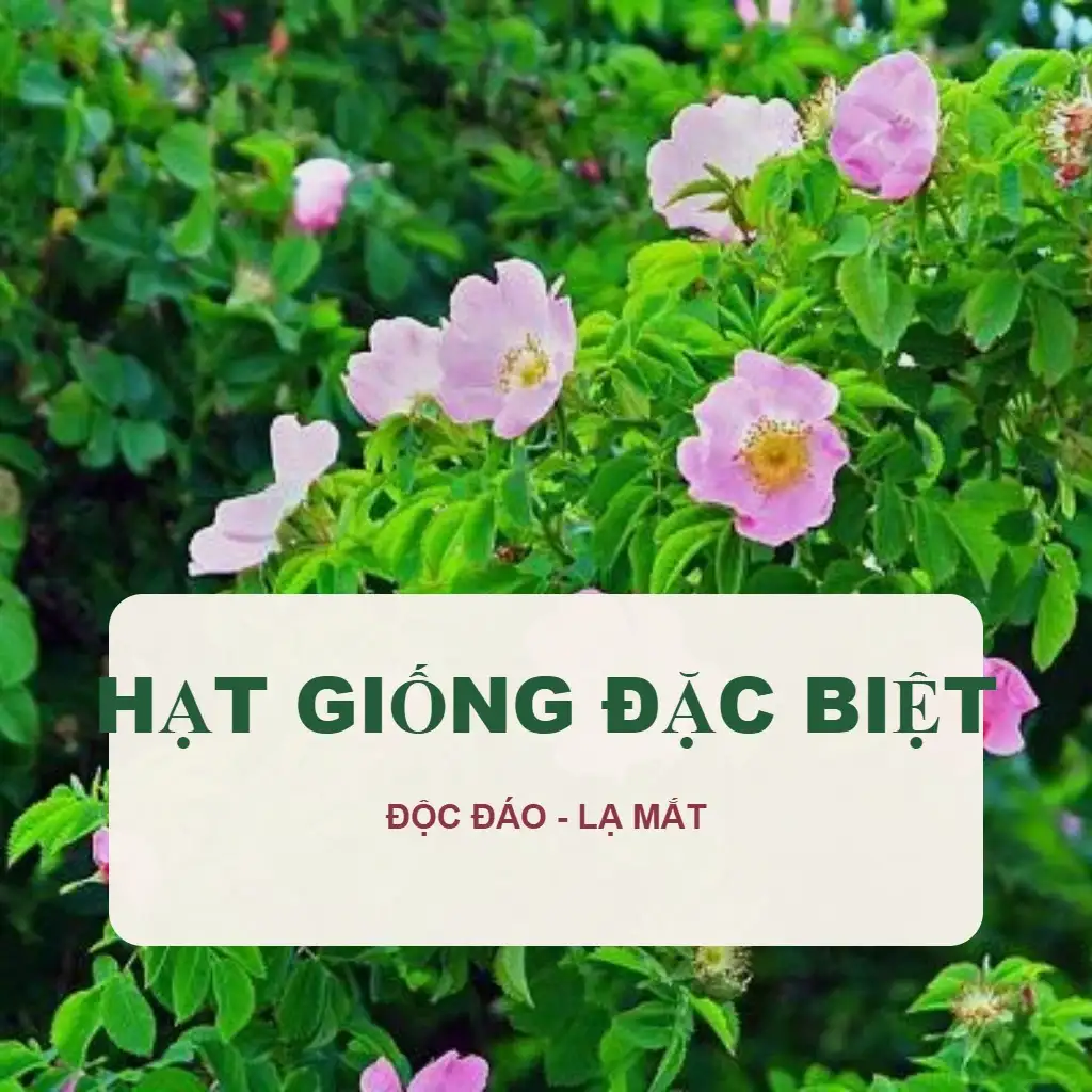 🌻 Hạt Giống Đặc Biệt, Khác