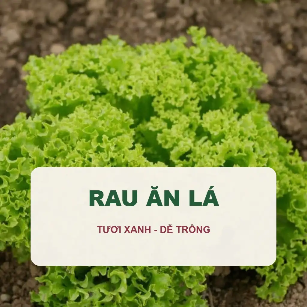 🥬 Hạt Giống Rau Ăn Lá