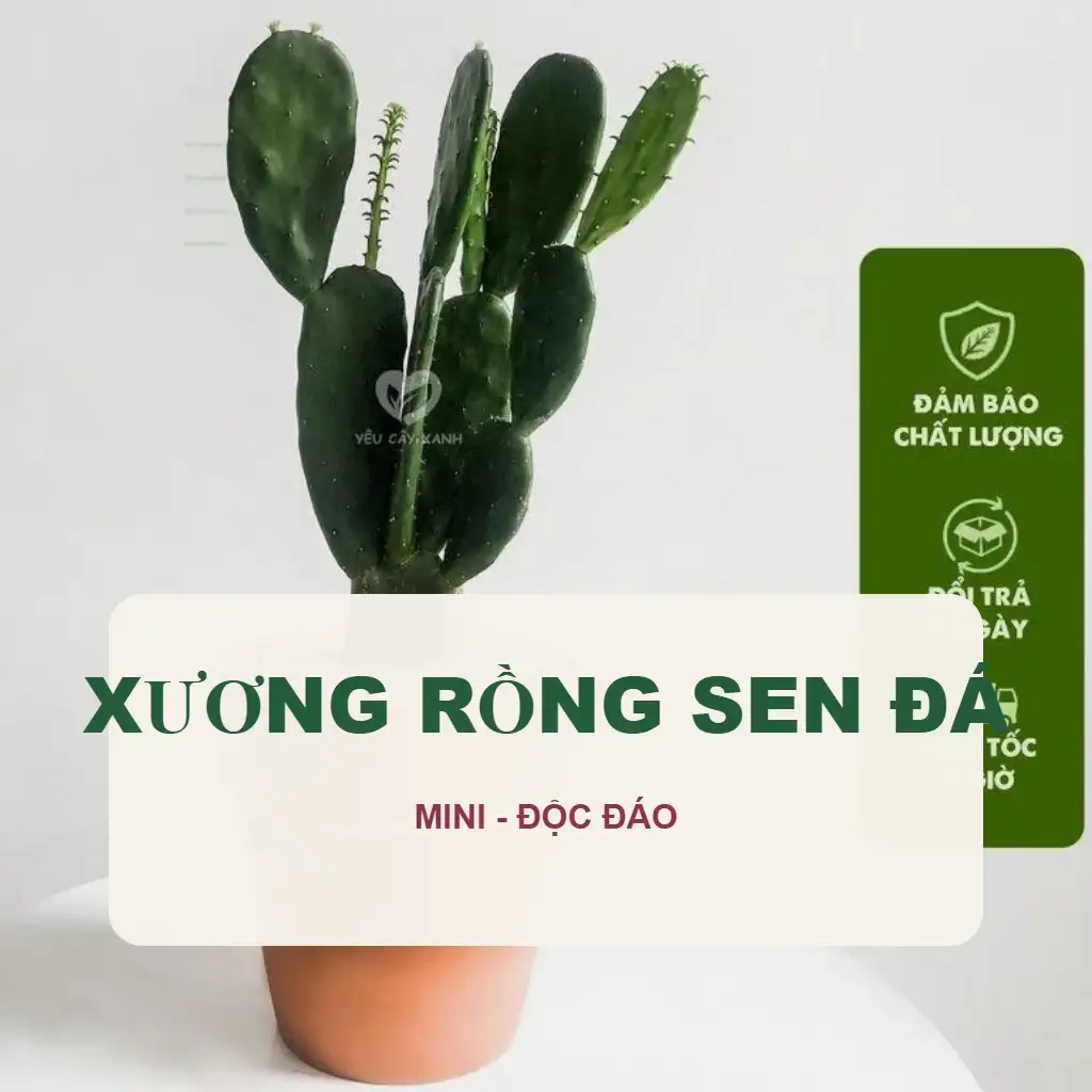🌵 Xương Rồng - Sen Đá - Cây Mini