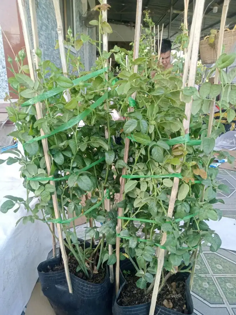 Cay khoe la xanh