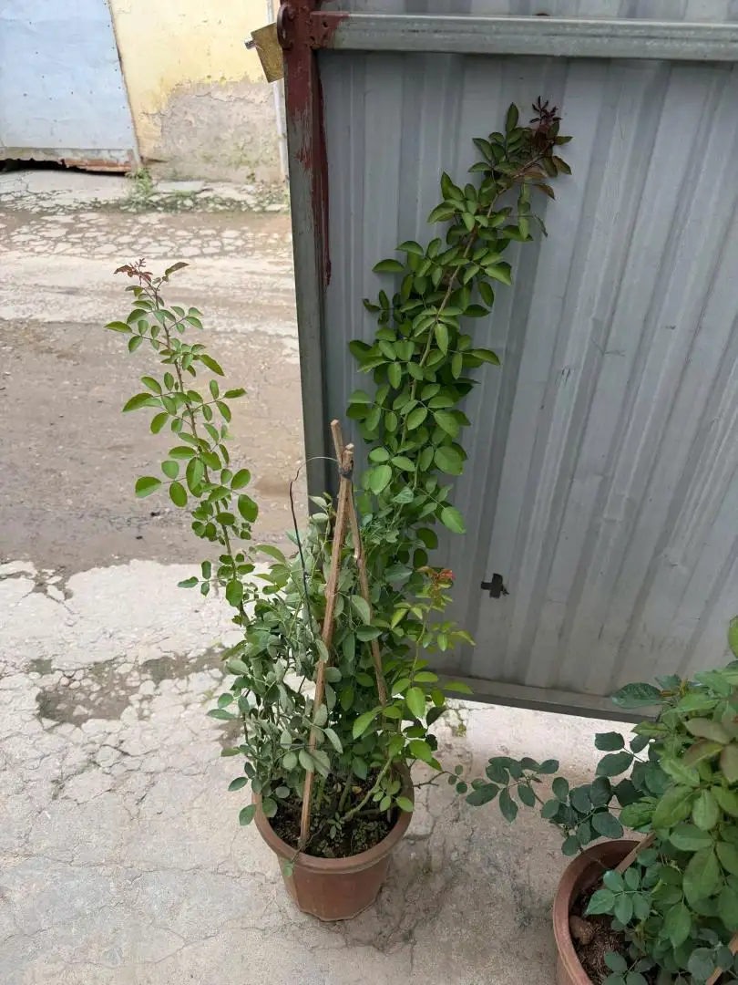 Toan canh vuon uom Mon Hasfarm