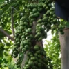 Cây Sung Nếp Đang Quả – Sai Trái Quanh Năm, Quả Giòn Ít Chát, Mang Ý Nghĩa Sung Túc Và Tài Lộc