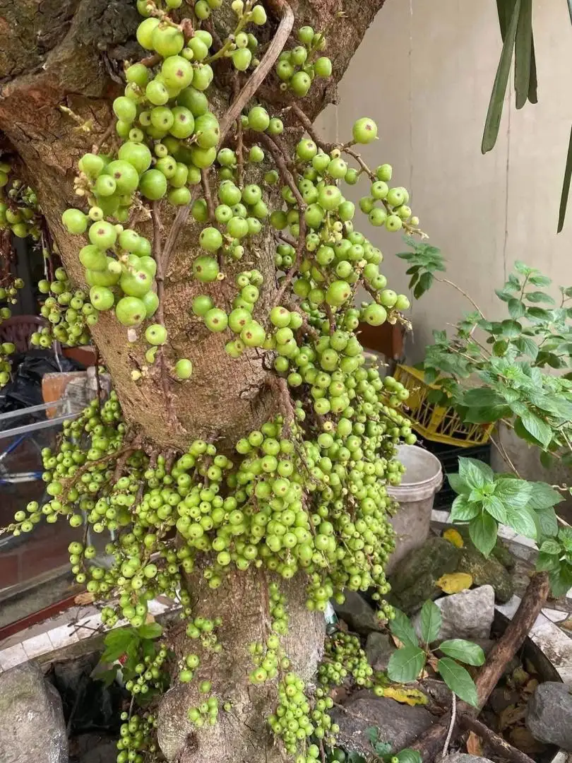 Cây Sung Nếp Đang Quả – Sai Trái Quanh Năm, Quả Giòn Ít Chát, Mang Ý Nghĩa Sung Túc Và Tài Lộc - Ảnh 3
