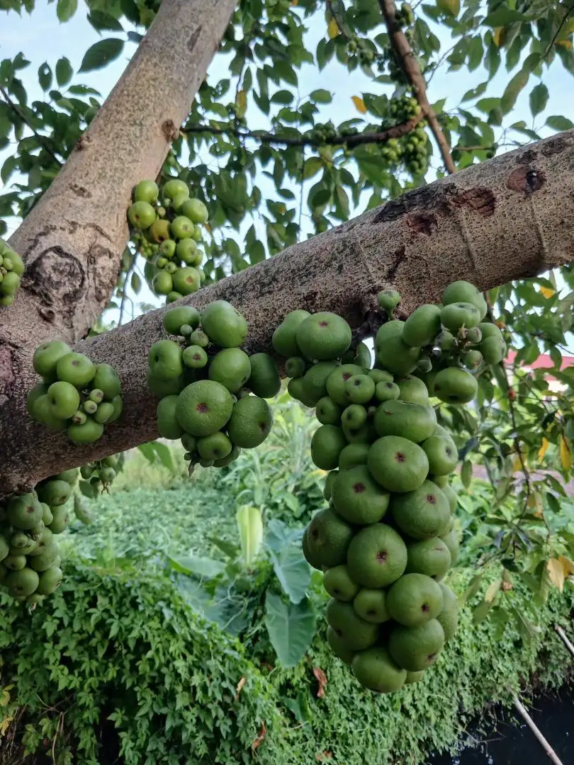 Cây Sung Nếp Đang Quả – Sai Trái Quanh Năm, Quả Giòn Ít Chát, Mang Ý Nghĩa Sung Túc Và Tài Lộc - Ảnh 4