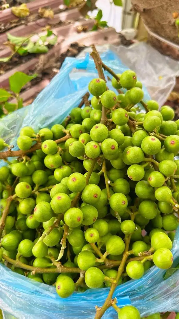 Cây Sung Nếp Đang Quả – Sai Trái Quanh Năm, Quả Giòn Ít Chát, Mang Ý Nghĩa Sung Túc Và Tài Lộc - Ảnh 5