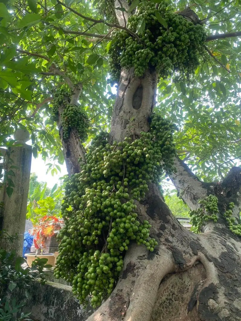 Cây Sung Nếp Đang Quả – Sai Trái Quanh Năm, Quả Giòn Ít Chát, Mang Ý Nghĩa Sung Túc Và Tài Lộc - Ảnh 6