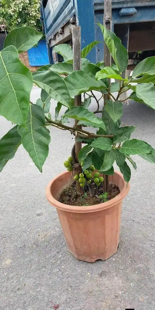 Cây Sung Nếp Đang Quả – Sai Trái Quanh Năm, Quả Giòn Ít Chát, Mang Ý Nghĩa Sung Túc Và Tài Lộc - Ảnh 7