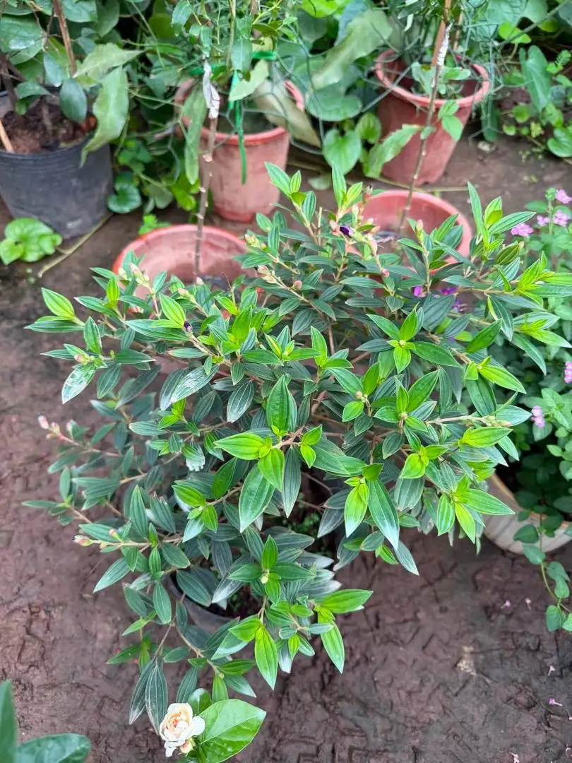 - Ảnh 7