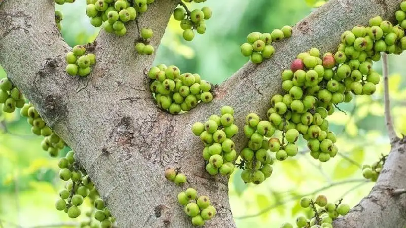 Cây Sung Nếp Đang Quả – Sai Trái Quanh Năm, Quả Giòn Ít Chát, Mang Ý Nghĩa Sung Túc Và Tài Lộc - Ảnh 9
