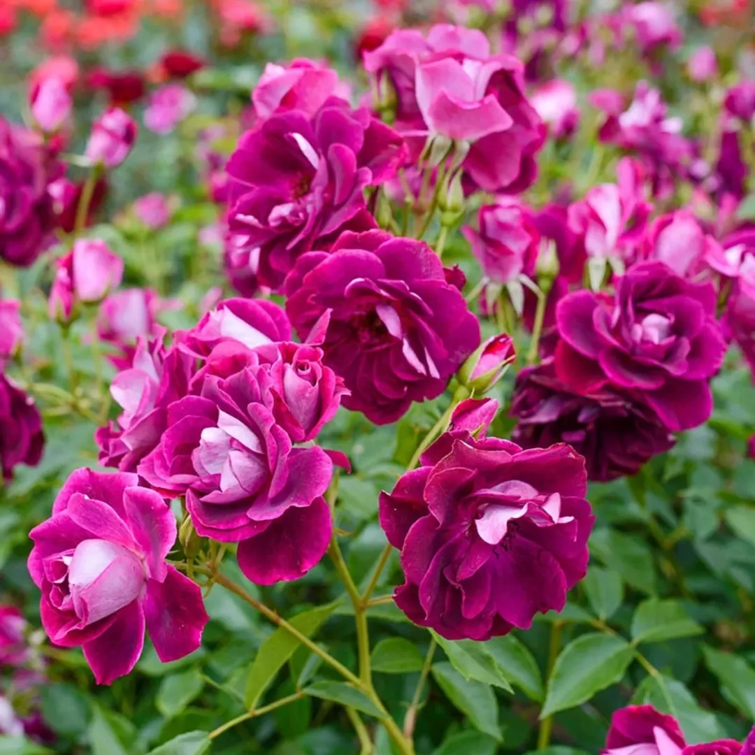 Hoa Hồng Burgundy Iceberg Rose – Sắc Đỏ Tím Burgundy Độc Đáo, Hoa Chùm Sai Hoa