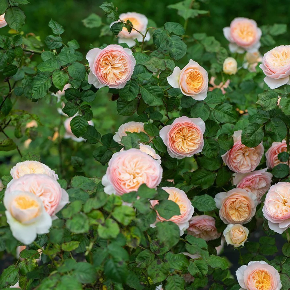 Hoa Hồng Hanxian Rose – Hồng Leo Trung Quốc Màu Cam Mơ, Form Cup Dày Cánh Sang Trọng