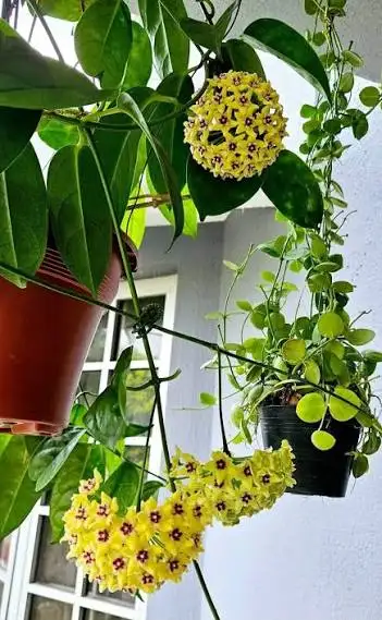 Cẩm Cù Hanconensis – Hoa Chùm Nhỏ Xinh, Dáng Leo Rủ Mềm Mại, Độc Đáo Cho Người Yêu Hoya - Ảnh 7