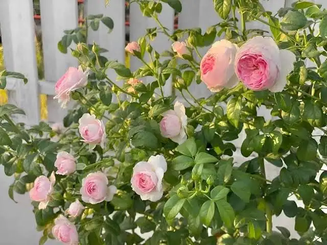 Hoa hồng Mon Coeur màu hồng phấn bên hàng rào trắng